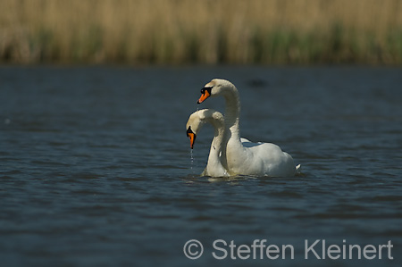 031 Höckerschwan - Paarung (Cygnus olor)